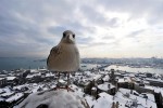 Een besneeuwd Istanbul. Foto Bulent Kilic