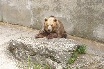 Bruine beeri n Slowaakse dierentuin Bojnice ZOO. Foto Wikimedia Commons / Lady Rowena