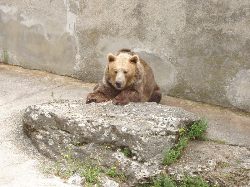 De beren zijn wakker in Slowakije